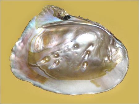 Sea Shell Products