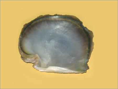 Sea Shell Products