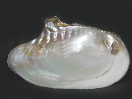 Sea Shell Products