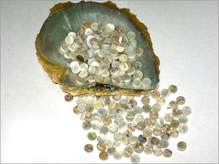 Sea Shell Products