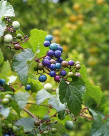Climbers Plantation Grower