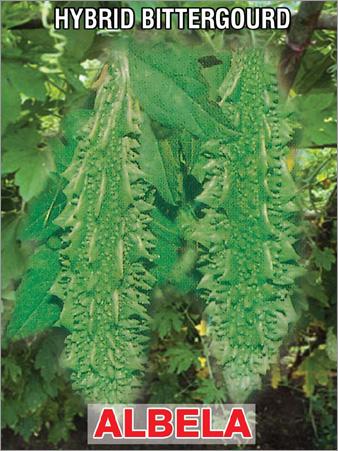 Hybrid Bitter Gourd Seeds