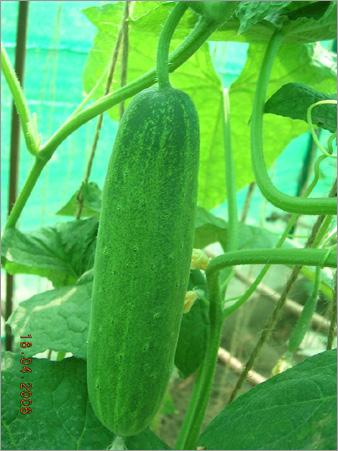 Cucumber Seed