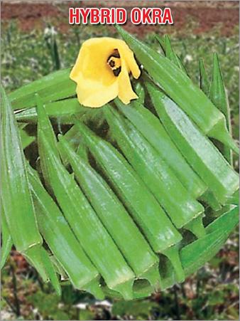 Hybrid Okra