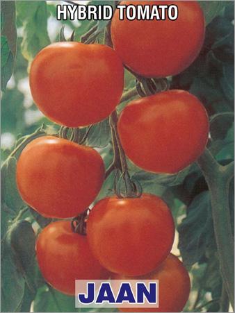 Hybrid Tomato Seed