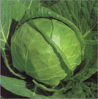 Cabbage Seed