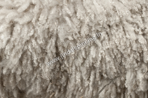 Raw Sheep Wool
