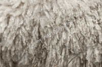 Raw Sheep Wool