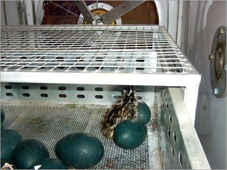 Emu Eggs