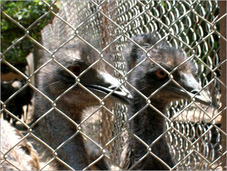 Emu Birds