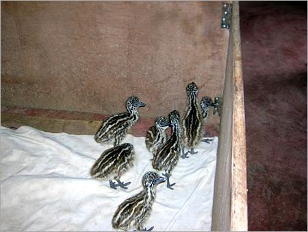 Emu Chicks