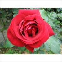 Red Cinnamic Alcohol