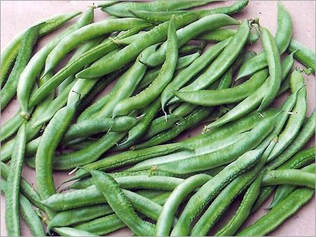 Lima Beans (Valol)