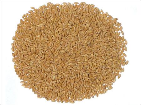 Wheat