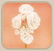 sola rose