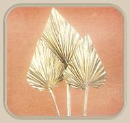 palm spear