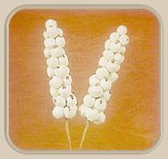 sola berries