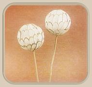 sola chips ball