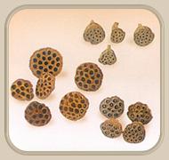 lotus pod