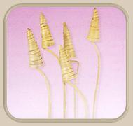 cane cone