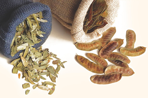 Seena Leaves & Seena pods
