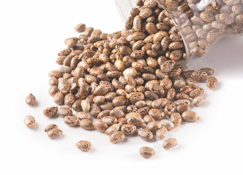 Castor Seeds