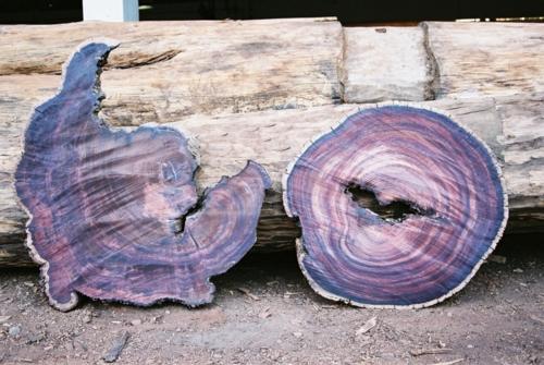 Rose Wood (Betay)