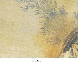 Fossil Sandstone