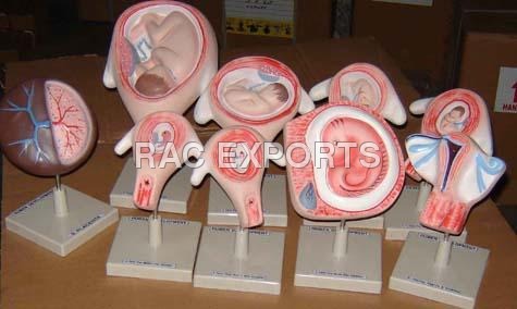 Human Embryo Model