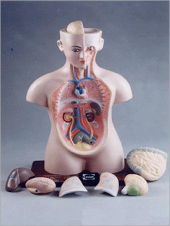 Human Torso