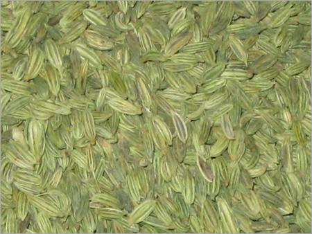 Big Fennel
