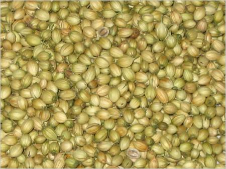 Coriander