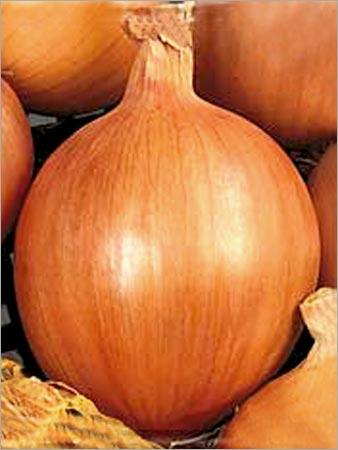 Onion