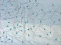 Hand Embroidered And Beaded Fabric