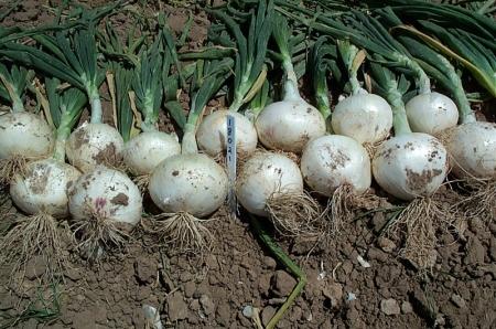 Vegetables- Onion