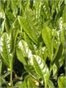 Tea Plantation