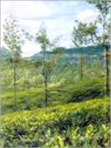 Tea Plantation