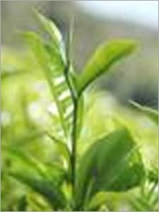 Tea Plantation