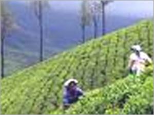 Tea Plantation