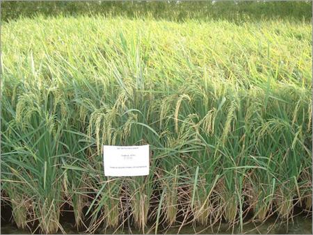 Hybrid Paddy: (9334)