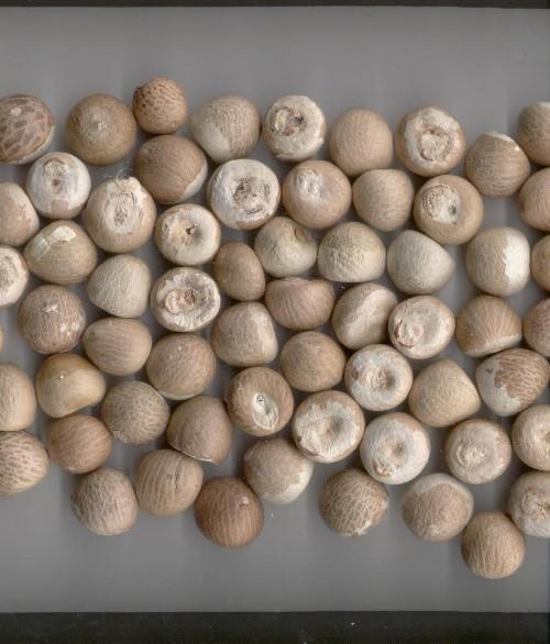 Areca Nuts
