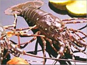 Rob Lobsters