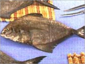 Black Pomfret