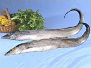 Ribbon Fish (JWP)