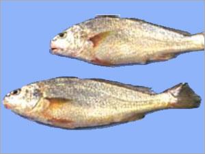 Croaker