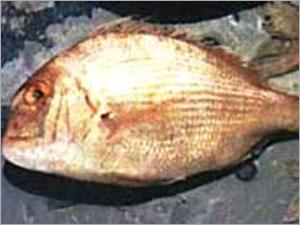 Seabream