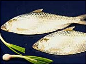 Hilsa