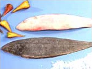 Sole Fish