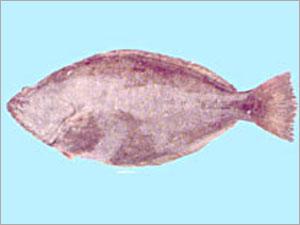 Indian Halibut