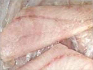 Reef Cod